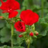 Pelargonium - Géranium Interspecific