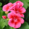 Pelargonium - Géranium Interspecific