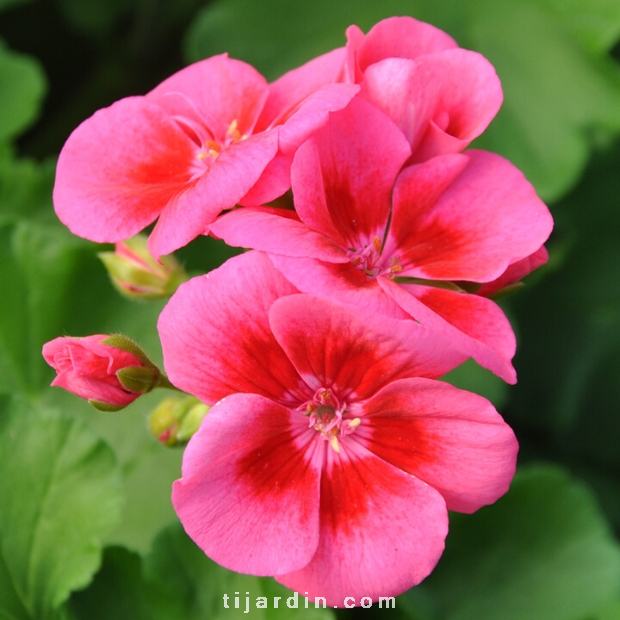 Pelargonium - Géranium Interspecific