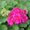 Pelargonium - Géranium Interspecific