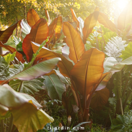 Ensete 'Maurelli'