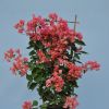 Bougainvillea 'Pitchoune Orange'