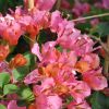 Bougainvillea 'Pitchoune Orange'