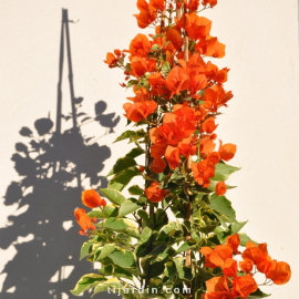 Bougainvillea 'Tango'