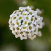 Alysse odorante-Lobularia maritima