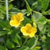 Calibrachoa 'Colibri' jaune