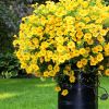 Calibrachoa 'Colibri' jaune