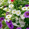 Calibrachoa 'Colibri' blanc et violet