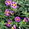Calibrachoa 'Colibri' purple bling
