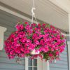 Calibrachoa 'Colibri' fuchsia
