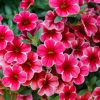 Calibrachoa 'Colibri' cherry lace