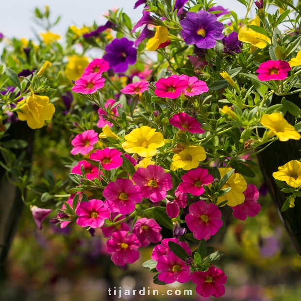 Calibrachoa 'Colibri' fuchsia et jaune