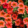 Calibrachoa 'Colibri' orange