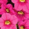 Calibrachoa 'Colibri' fuchsia