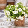 Calibrachoa 'Colibri' blanc