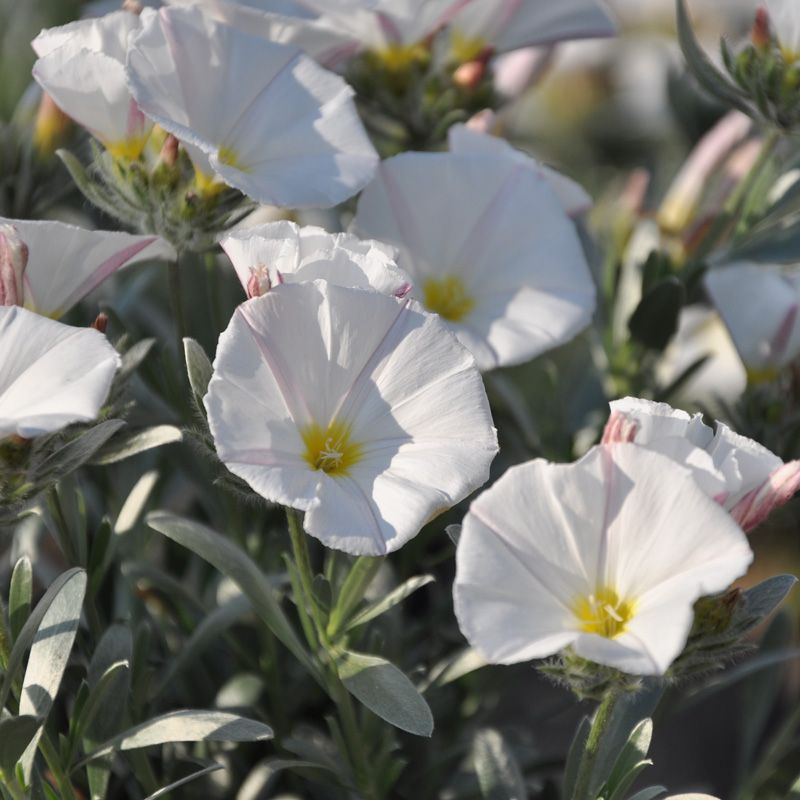 Vente Convolvulus Cneorum- couvre sol méditérranéen au feuillage argenté et fleurs  blanches pritnannières