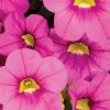 Calibrachoa 'Colibri'
