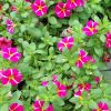 Calibrachoa 'Colibri'