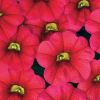 Calibrachoa 'Colibri'