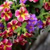 Calibrachoa 'Colibri'