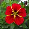 Calibrachoa 'Colibri'