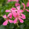 Geranium lierre simple 'Roi du Balcon'