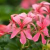 Geranium lierre simple 'Roi du Balcon'