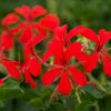 Geranium lierre simple 'Roi du Balcon'