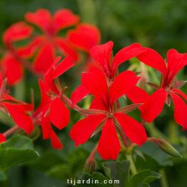 Geranium lierre simple 'Roi du Balcon'