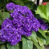 Heliotrope bleu