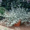 Helichrysum microphylum silver - Immortelle commune