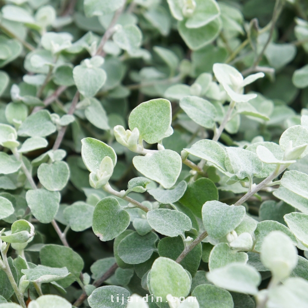 Helichrysum microphylum silver - Immortelle commune