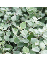 Helichrysum microphylum silver - Immortelle commune