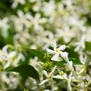 Trachelospermum jasminoides - Jasmin étoilé