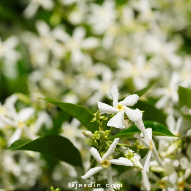 Trachelospermum jasminoides - Jasmin étoilé