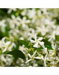 Trachelospermum jasminoides - Jasmin étoilé