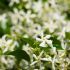 Trachelospermum jasminoides (Jasmin étoilé)