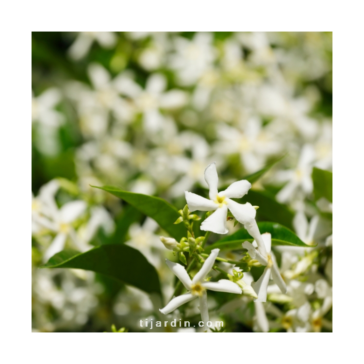 Trachelospermum Jasminoides : Jasmin Étoilé blanc & parfumé - Tijardin