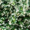 Trachelospermum jasminoides - Jasmin étoilé