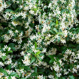 Trachelospermum jasminoides - Jasmin étoilé