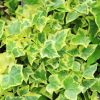 Hedera helix 'Variegata' - Lierre grimpant panaché