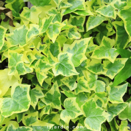 Hedera helix 'Variegata' - Lierre grimpant panaché