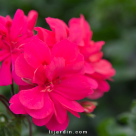 Geranium lierre double 