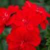 Geranium lierre double - Géranium retombant