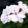 Geranium lierre double - Géranium retombant