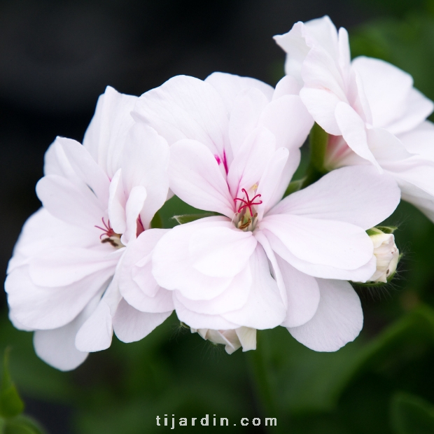 Geranium lierre double - Géranium retombant