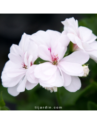 Geranium lierre double - Géranium retombant