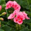 Pelargonium - Géranium Interspecific