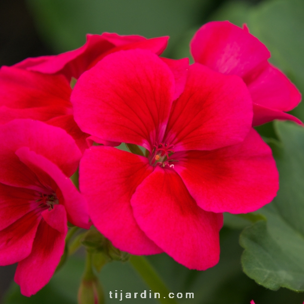 Pelargonium - Géranium Interspecific