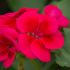 Pelargonium - Géranium Interspecific